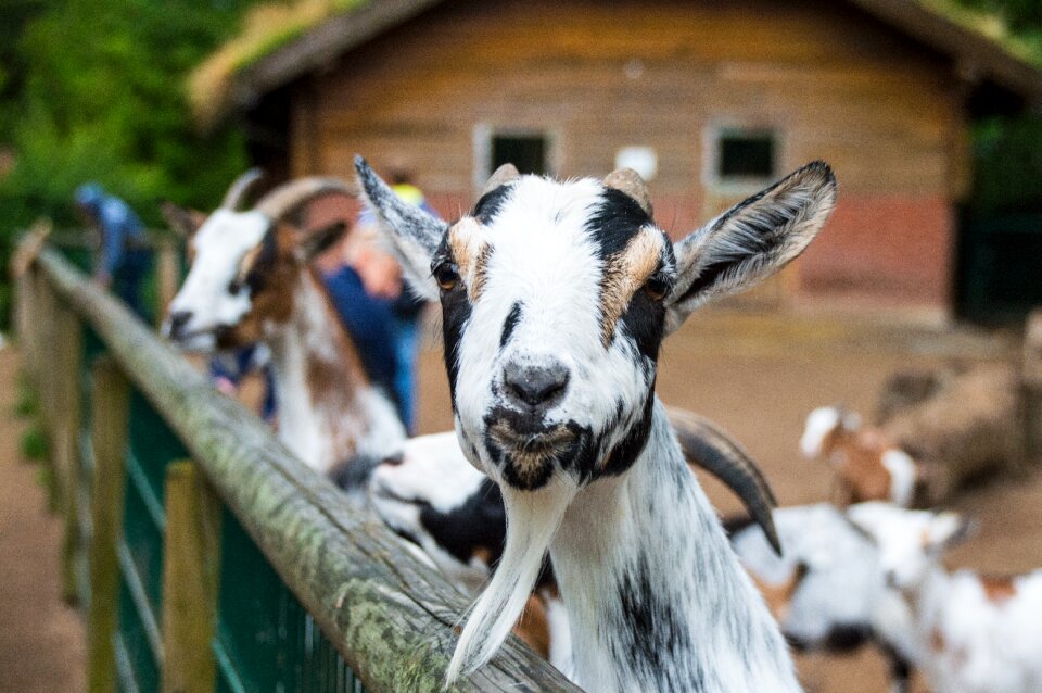 Billy goat animal portrait petting zoo
