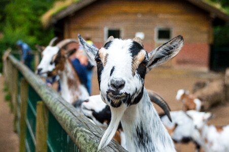 Billy goat animal portrait petting zoo photo