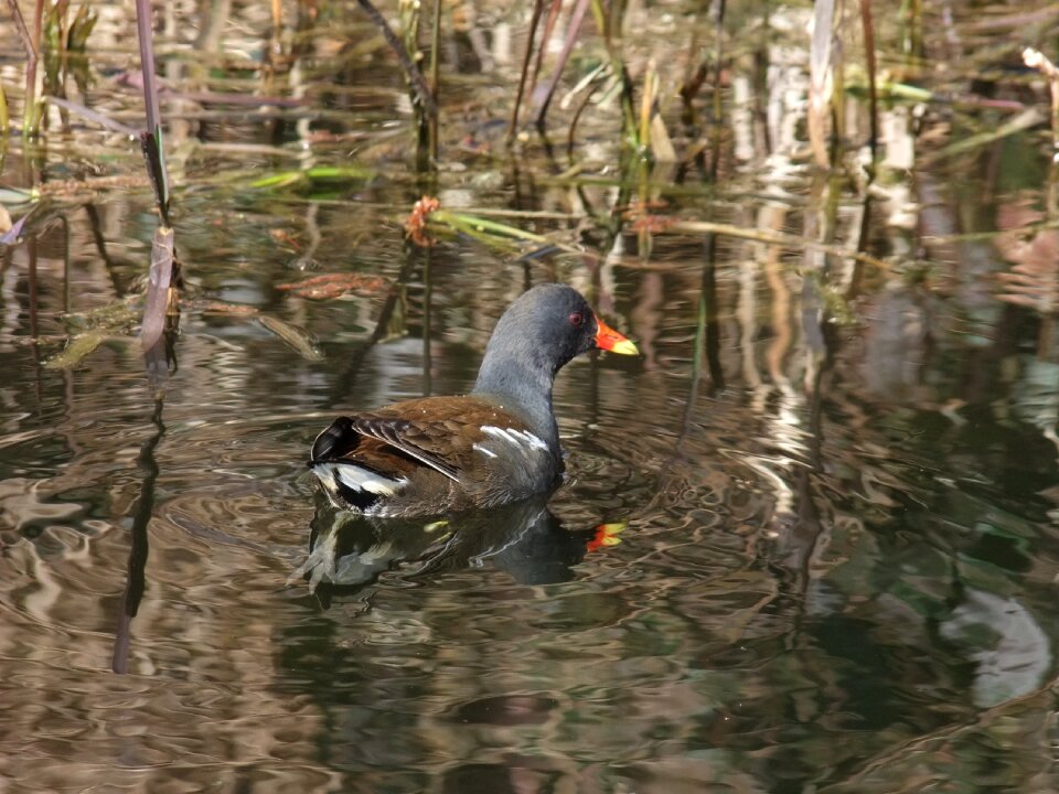 Common moorhen gallinula chloropus rallidae
