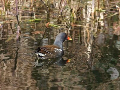 Common moorhen gallinula chloropus rallidae