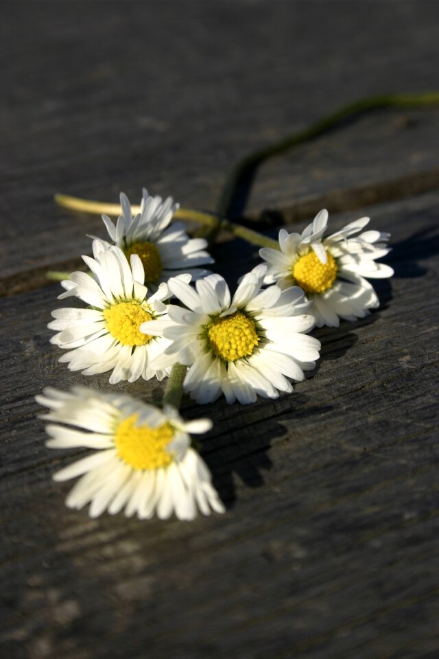 Table wooden spring