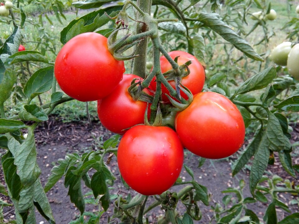 Tomatoes garden crop