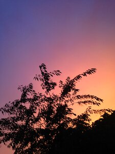 Tree sundown purple