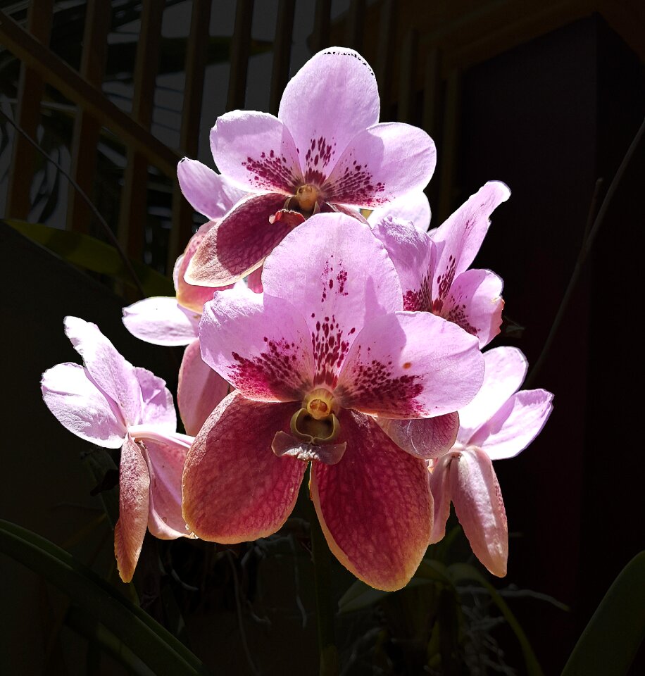 Natural pink bouquet