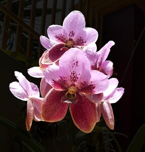 Natural pink bouquet photo