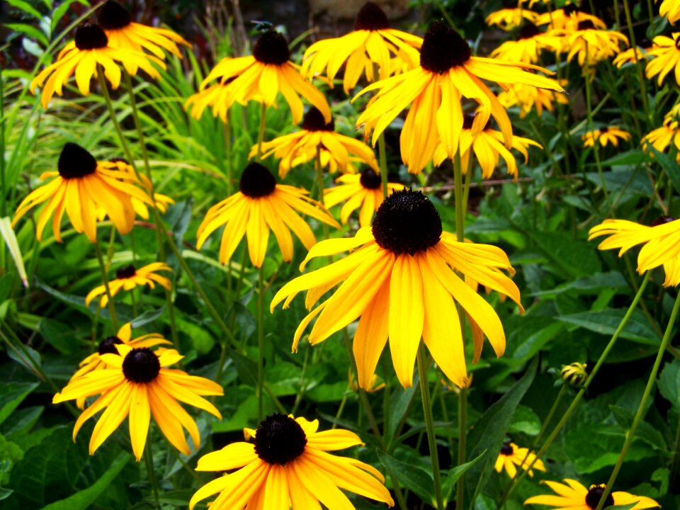 Day cone flower yellow summer flower garden