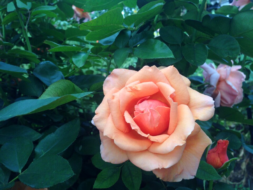 Flower nature