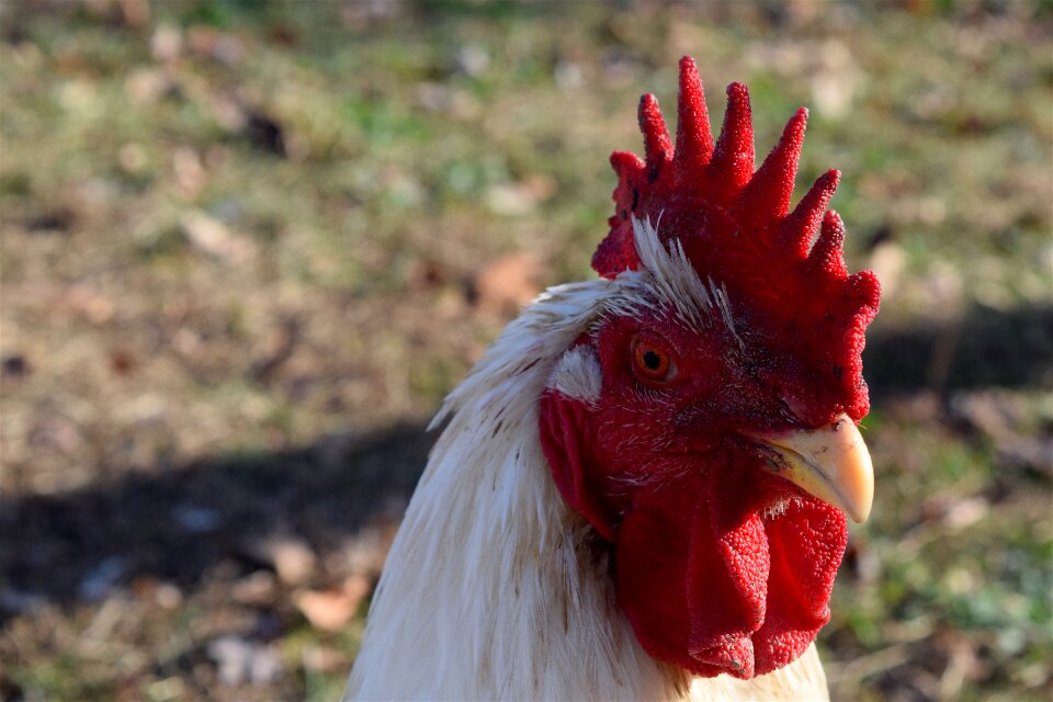 Red chicken poultry