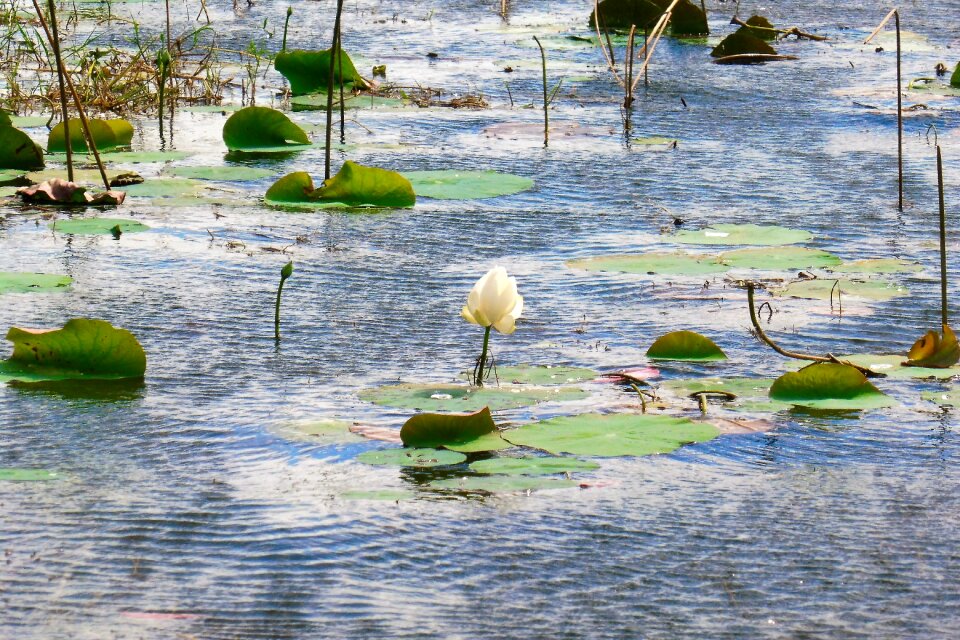 Water rose water lake
