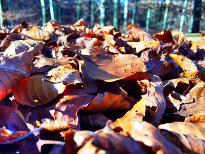 Leaves fall color colorful leaves