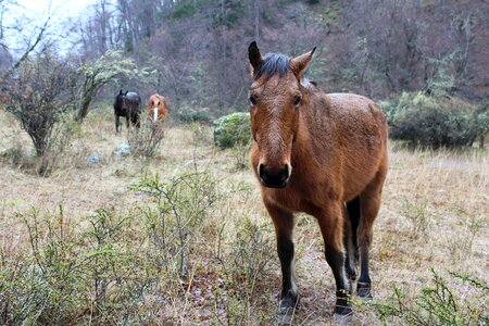 Horse animals field