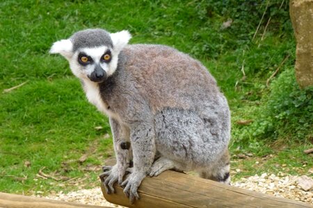 Lemur uk photo
