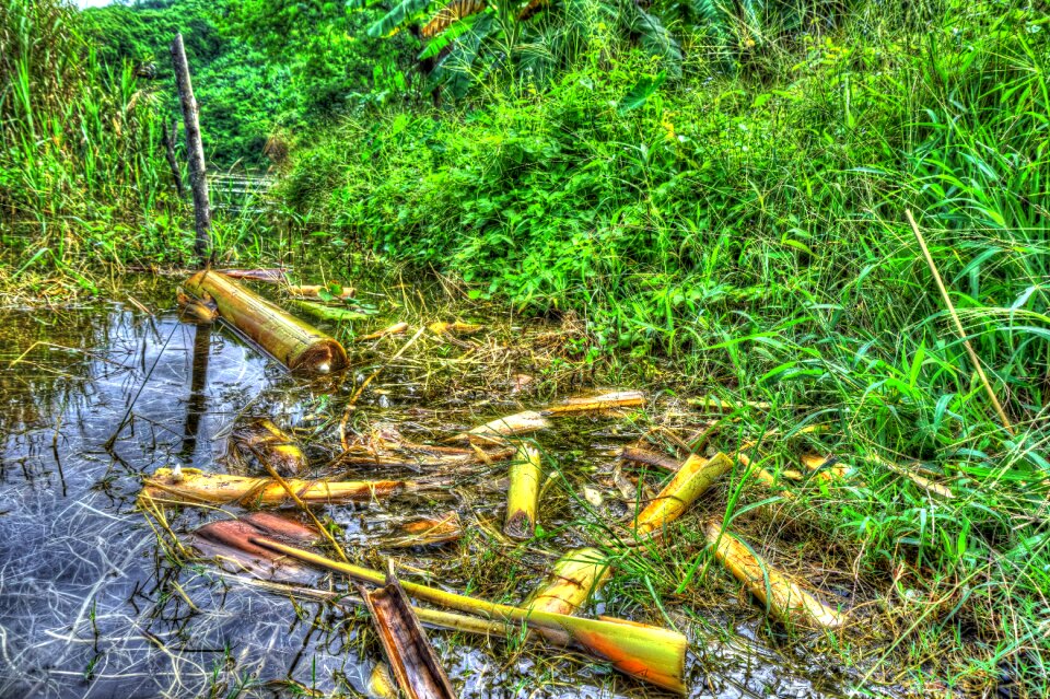 Reflection water reflection green