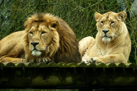 Lions resting photo