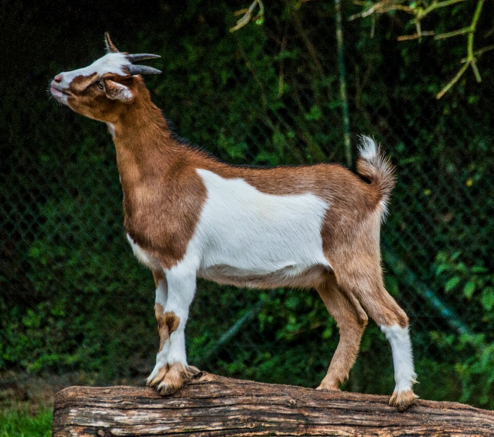 Billy goat animal portrait petting zoo