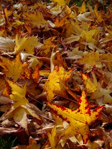 Fall color sheet rain autumn