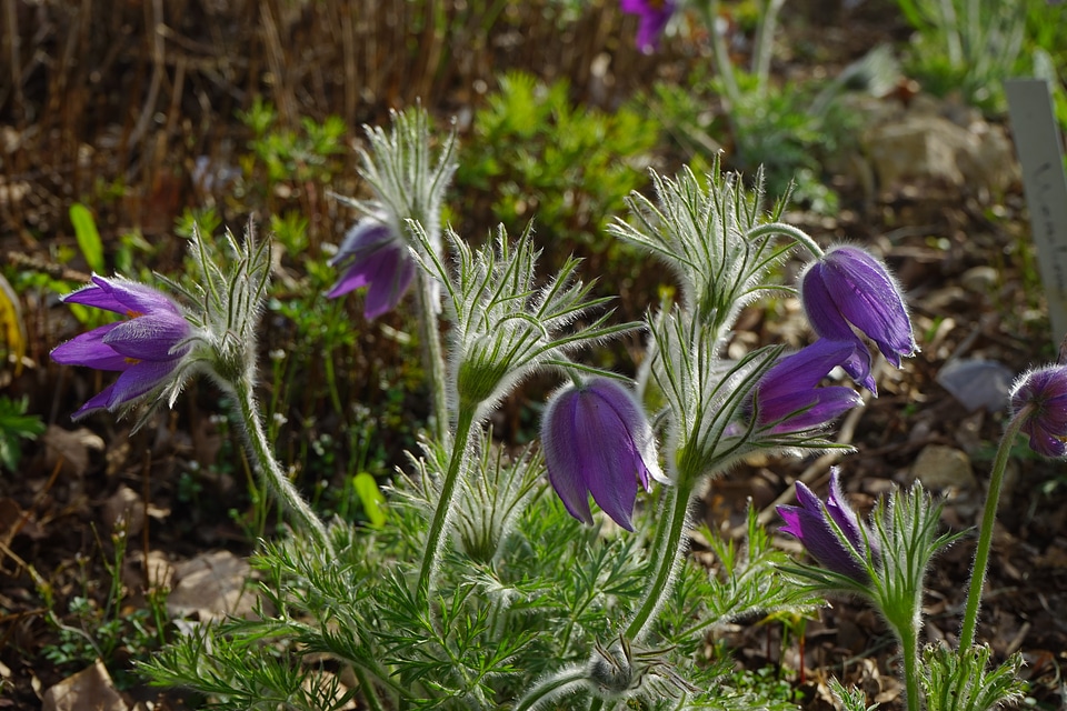 Stalk leaves pulsatilla vulgaris