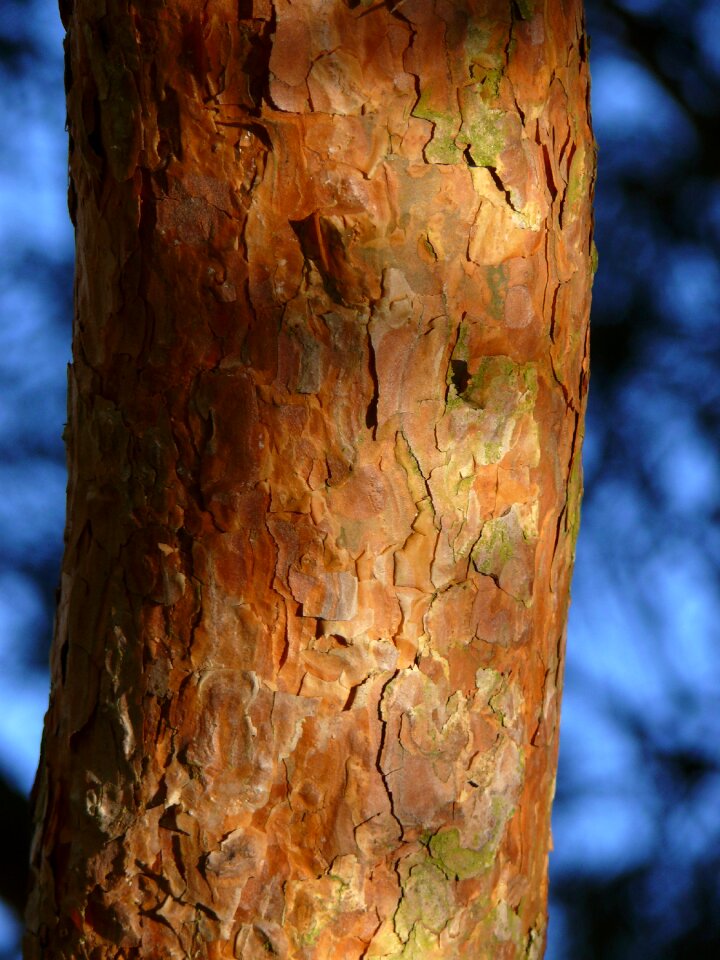 Nature tree bark structure