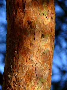 Nature tree bark structure
