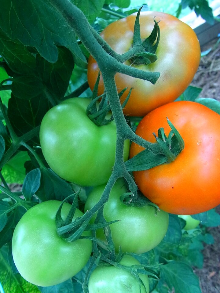 Garden food nutrition
