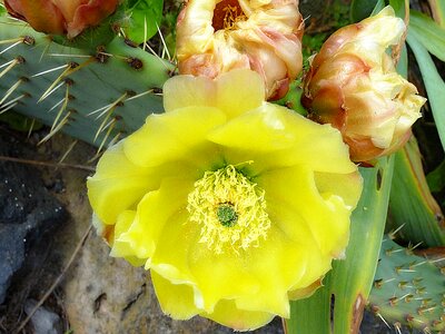 Seaside cactus spades