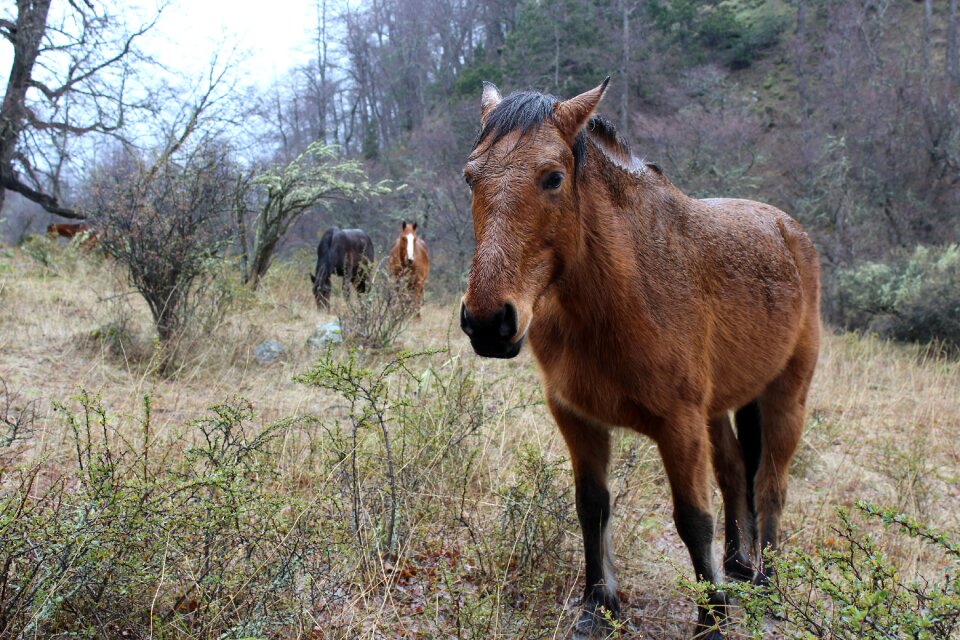 Horses animals field