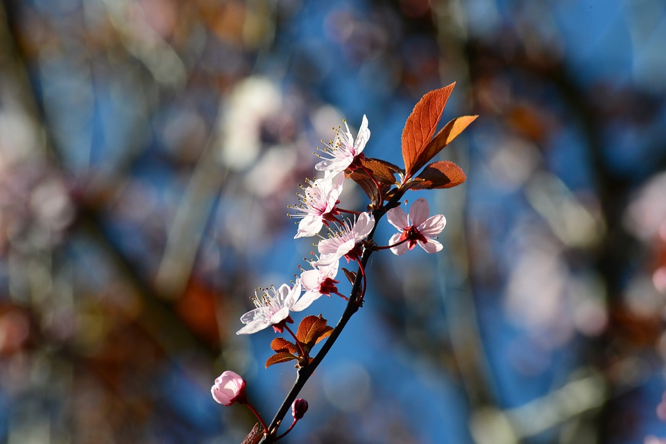 Blossom pink rosaceae