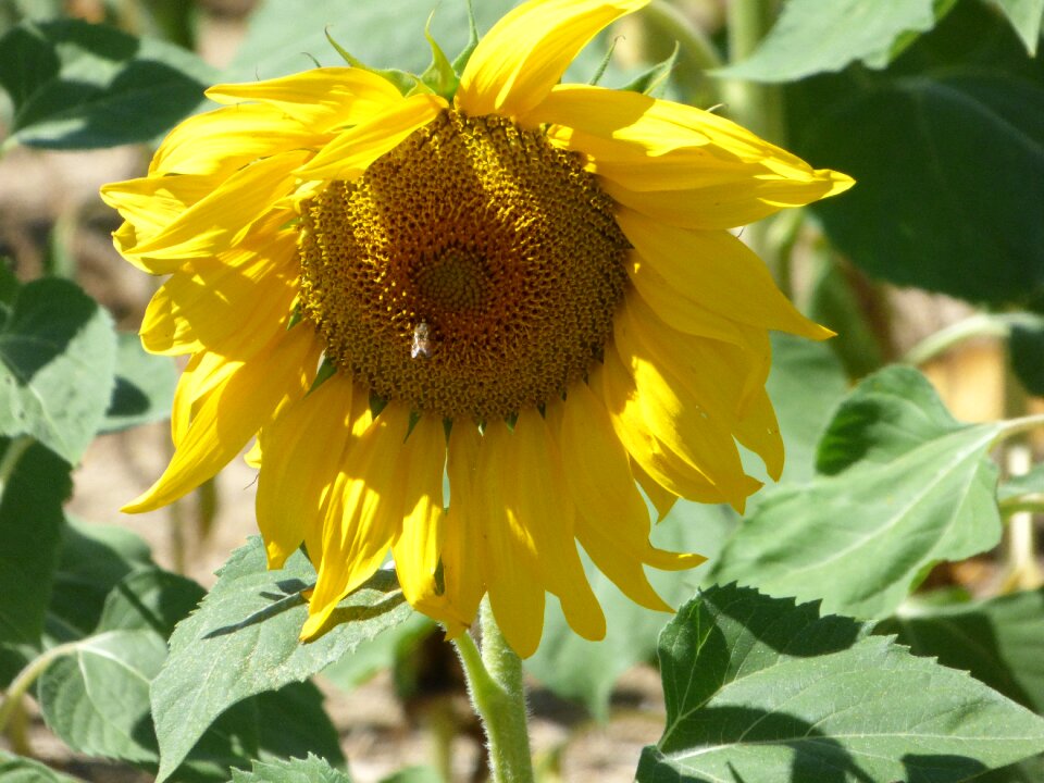 Nature sun provence