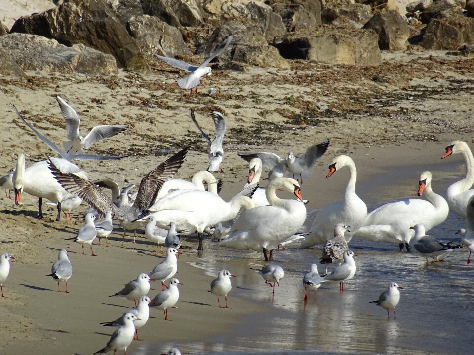 Birds summer travel