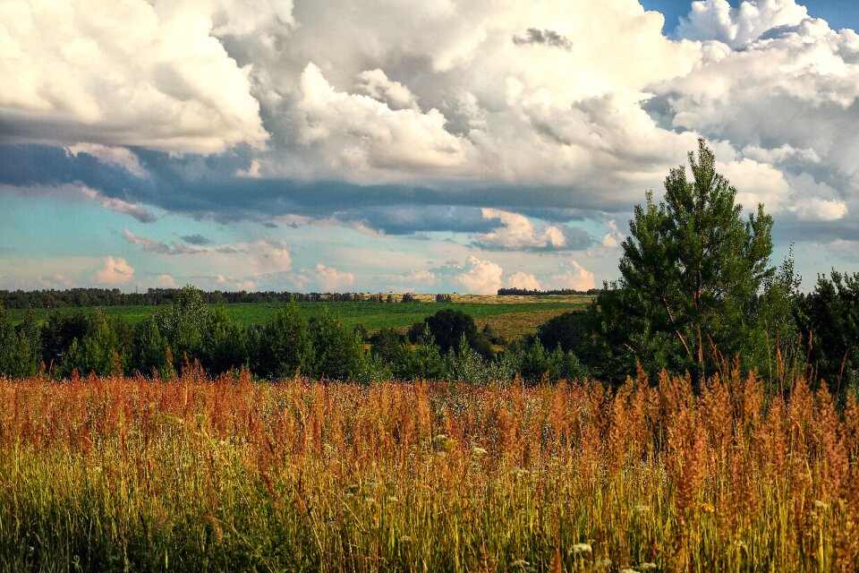 Landscape wheat nature