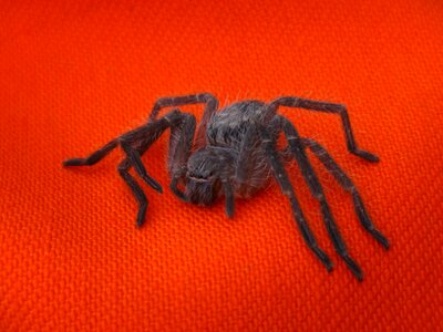 Superaraña arachnid hairy spider