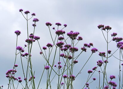 Sky covered park photo