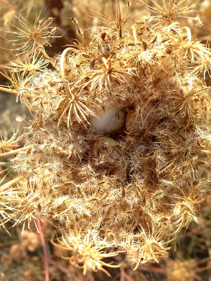 Mallorca dry trockenblume