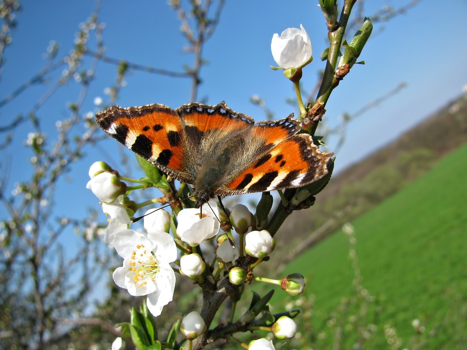 Nature tree blossom
