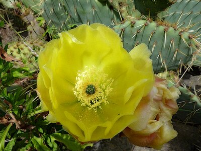 Succulent thorns wild flowers photo