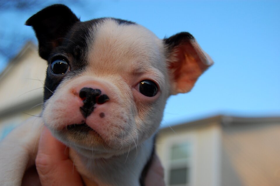 Cute puppy animal canine