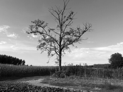 Nero tree campaign