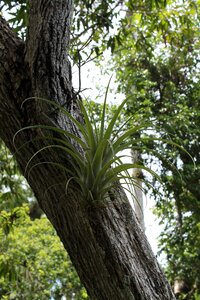 Tree parasitic plant cuba