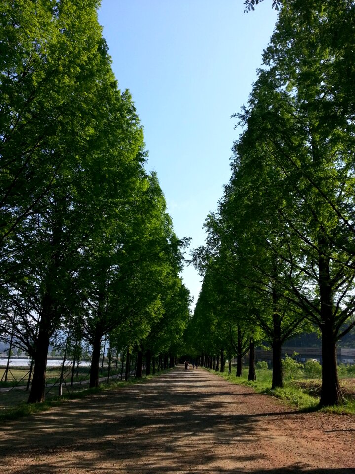 Trees gil walk