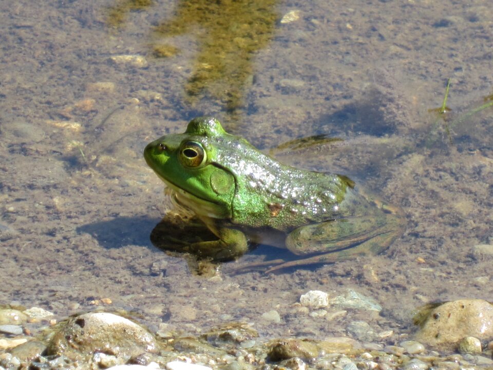 Wildlife amphibian