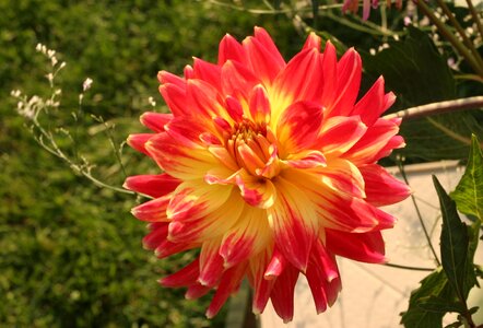 Hybrid red and yellow