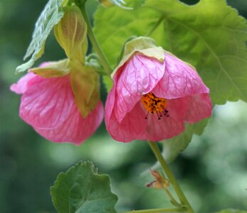 Deck pink flower