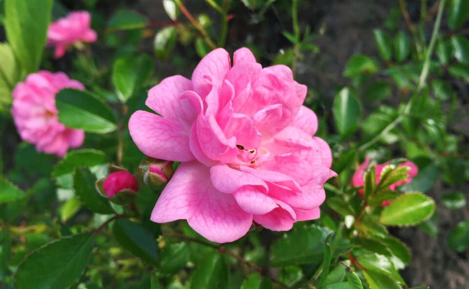 Roses tender rose summer