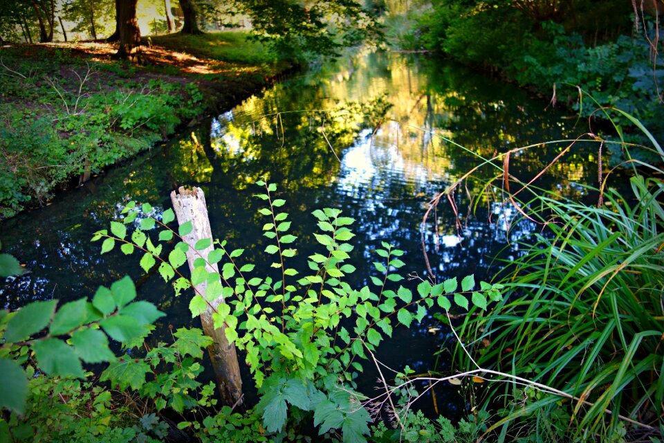 Foliage scenic scenery