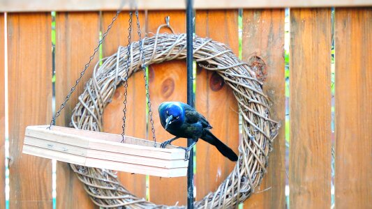 Quiscalus quiscula perched birdwatching