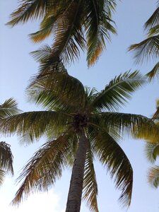 Sky coconut paradise photo