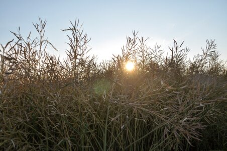 Backlighting mood bush