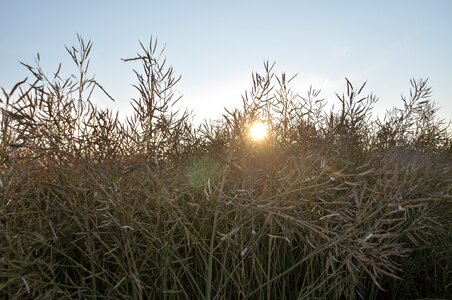 Backlighting mood bush photo