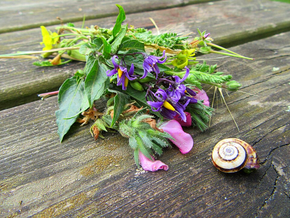 Nature wild flowers grasses