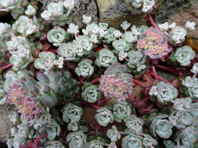 Succulents flora rosette